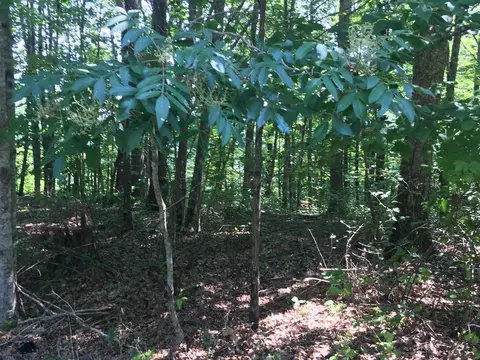 4 Ridgecliff Dr, Monteagle, TN 37356