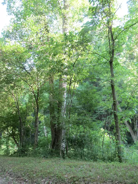 0 Ed Hankins Rd, Erin, TN 37061