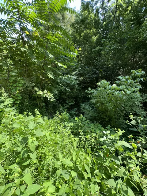 342 Omer Short Rd, Moss, TN 38575 photo 2