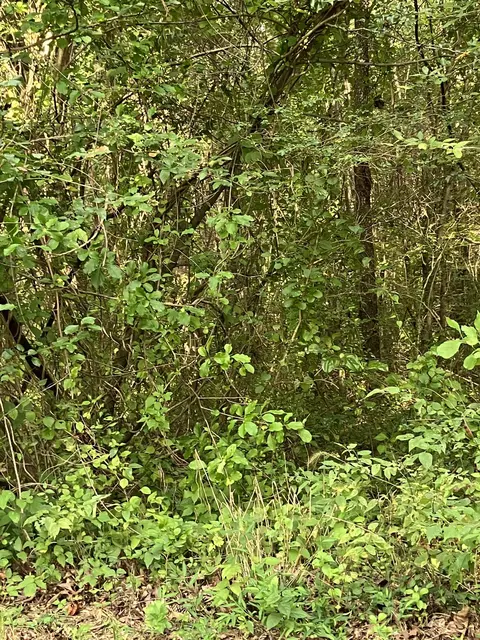 0 Oak Grove Rd Wood Rd, Mcminnville, TN 37110