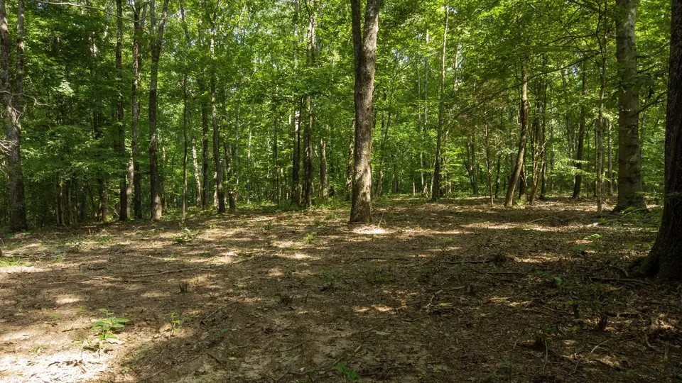 View/Area - 500 Shuler Branch Rd, Ethridge, TN 38456 photo 12 of 13