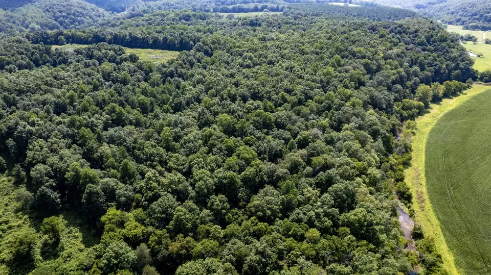 View/Area - 500 Shuler Branch Rd, Ethridge, TN 38456 photo 8 of 13