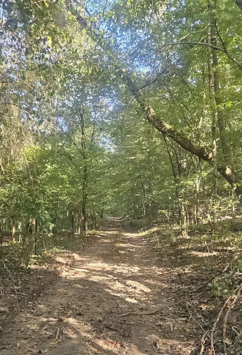 1714 Dave Risner Rd, Ethridge, TN 38456 photo 19