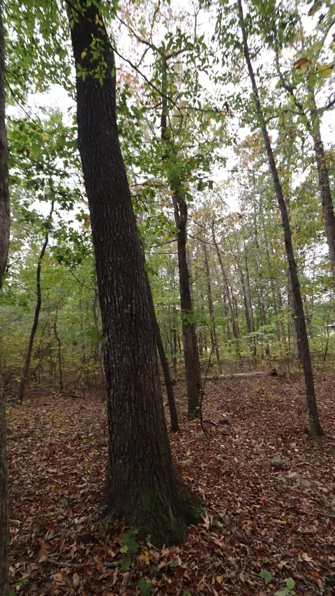0 Piney Rd W, Dickson, TN 37055 photo 21