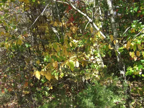 0 George Hollands Ln, Spencer, TN 38585