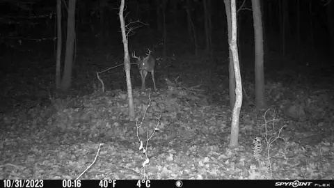 0 New Hope Rd, Five Points, TN 38457 photo 3