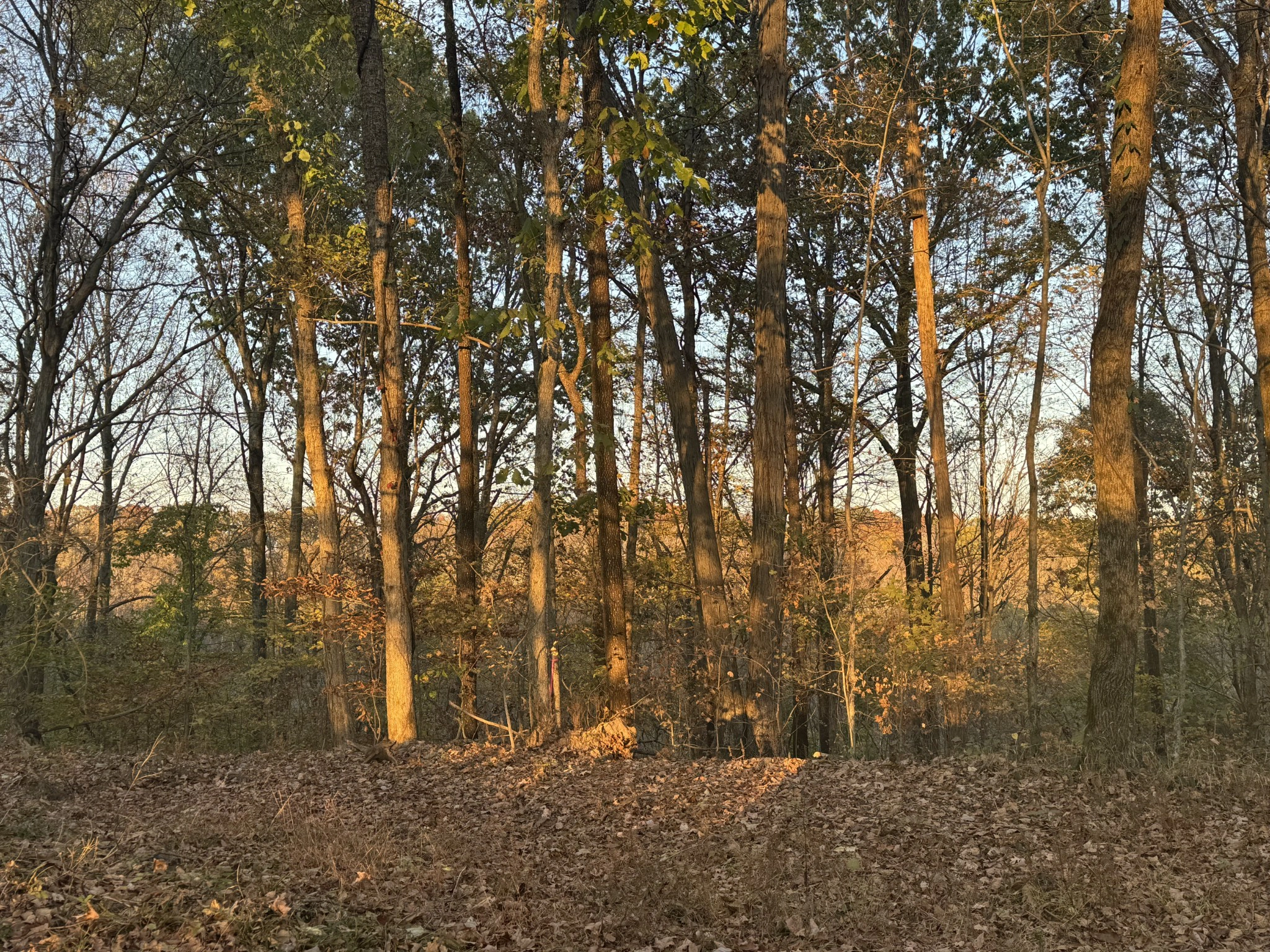 0 Raleigh Beard Rd  