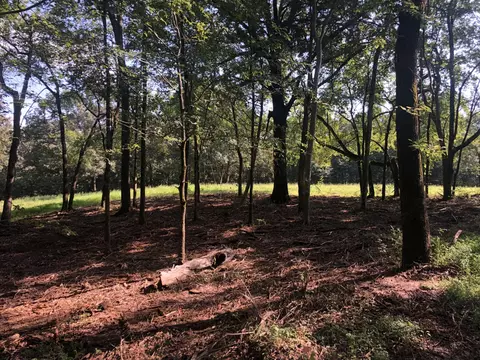 0 Highway 49 W Tract 5, Vanleer, TN 37181