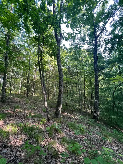 0 Sewell Branch Rd, Clifton, TN 38425