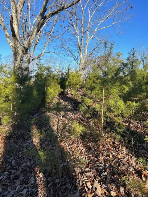 910 Float Ln, Waverly, TN 37185 photo 34