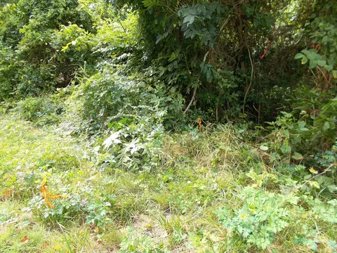 0 W Walnut St, Dickson, TN 37055 photo 3