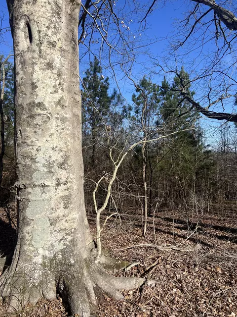 0 Blooming Grove Rd, Five Points, TN 38457 photo 6