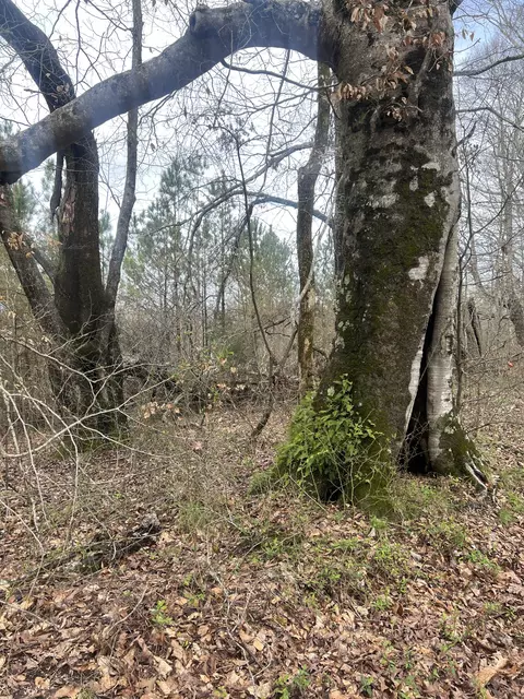 0 Blooming Grove Rd, Five Points, TN 38457 photo 10