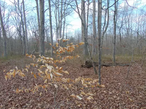 0 Jonathan Gap, Dover, TN 37058 photo 3