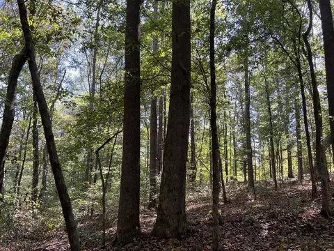 123 Blueberry Ln, Loretto, TN 38469 photo 22