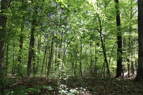 0 Hodges Rd, Cunningham, TN 37052 photo 11