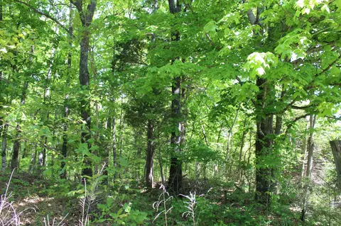 0 Hodges Rd, Cunningham, TN 37052 photo 13