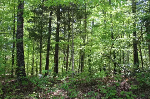 0 Hodges Rd, Cunningham, TN 37052