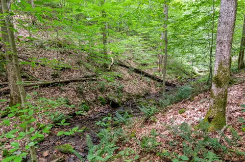 136 Pack Annex Rd, White Bluff, TN 37187 photo 50