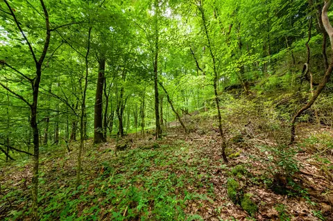 0 Hickman Spgs, Centerville, TN 37033 photo 6