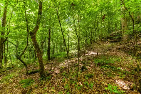 0 Hickman Spgs, Centerville, TN 37033 photo 7