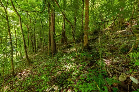 0 Hickman Spgs, Centerville, TN 37033 photo 10