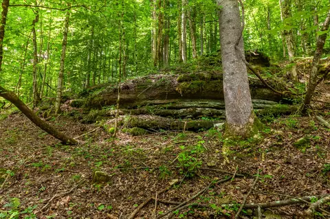 0 Hickman Spgs, Centerville, TN 37033 photo 8