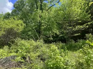 310 Sawdust Trl, Scotts Hill, TN 38374