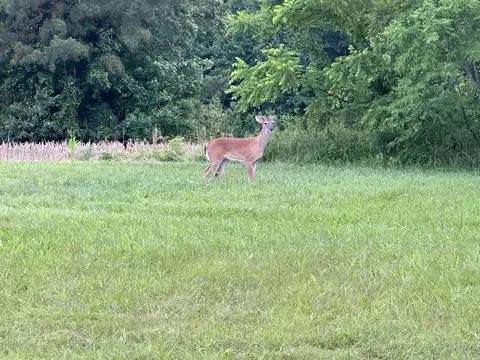 Other - 2987 Rock Rd, Morrison, TN 37357 photo 21 of 21