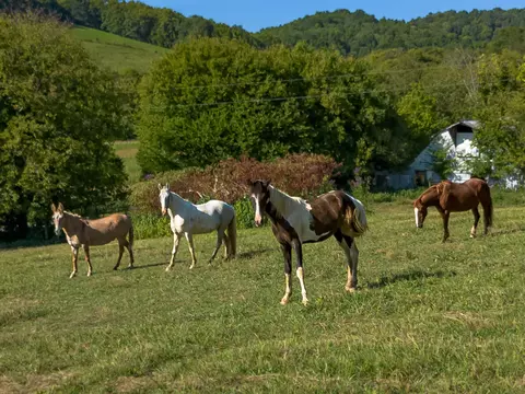 0 Hatchett Hollow Rd, Cornersville, TN 37047