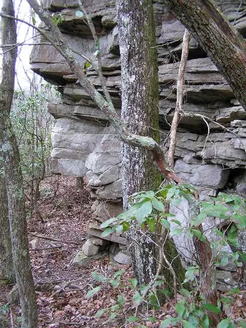 1175 Deerhead Rd, Dunlap, TN 37327 photo 17
