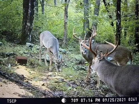 9675 Switchback Trl, Ooltewah, TN 37363 photo 17