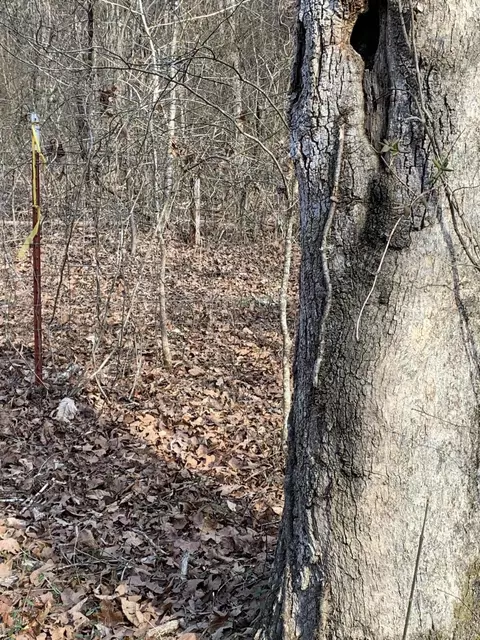 8219 Smith Rd, Georgetown, TN 37336 photo 23