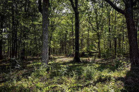 0 Maple Ln, Franklin, TN 37067
