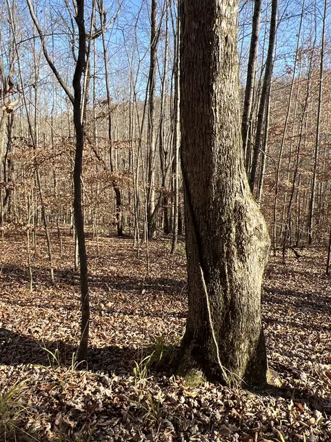 0 Moore Rd, Franklin, TN 37064 photo 5