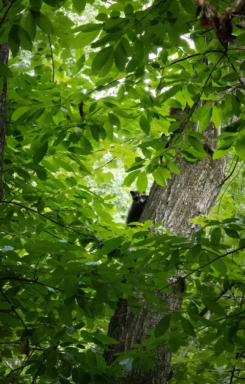 0 Standifer Gap Rd, Ooltewah, TN 37363
