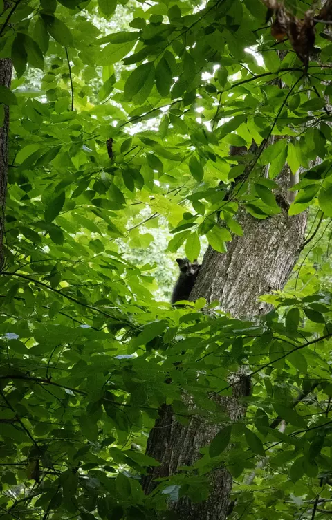 0 Standifer Gap Rd, College Dale, TN 37363