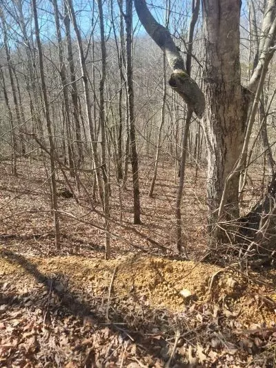 0 Reed Rd, Summertown, TN 38483