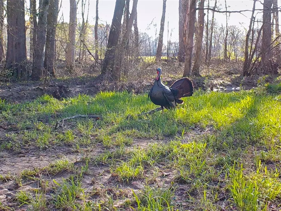 Other - 0 Big Sandy River Rd, Camden, TN 38320 photo 26 of 39
