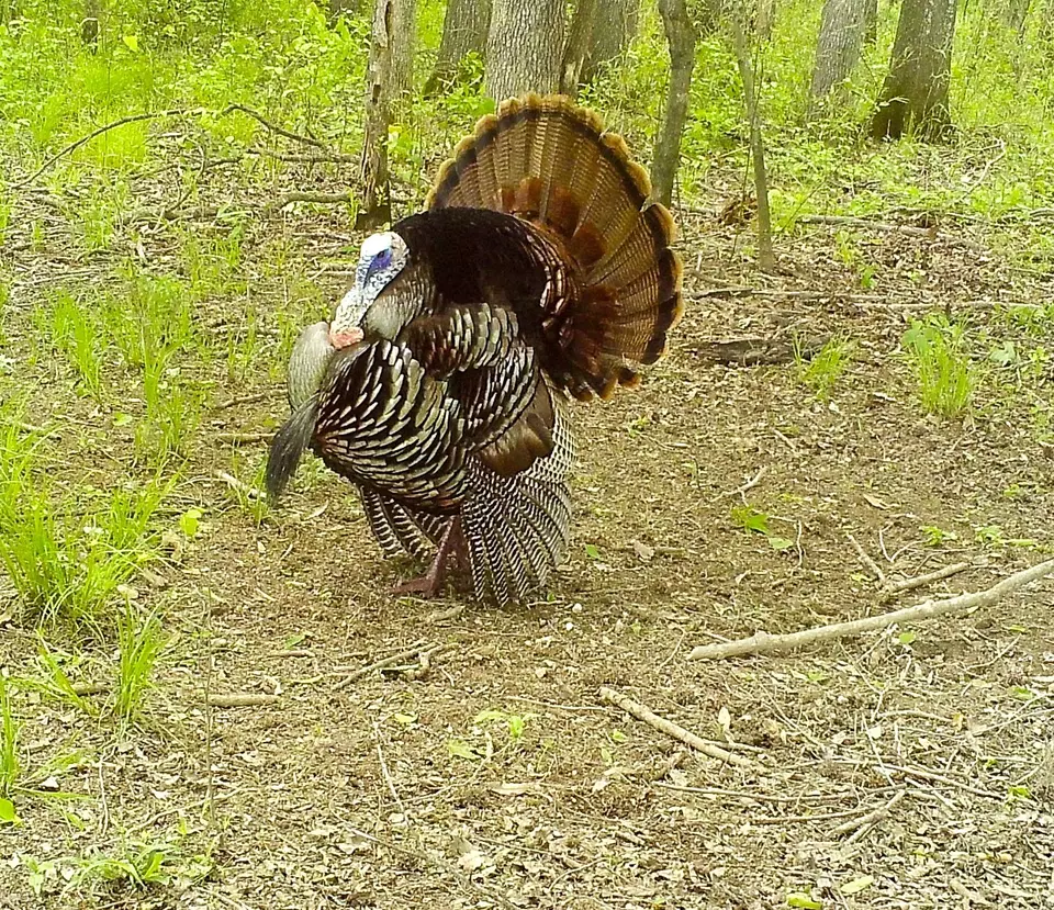 Other - 0 Big Sandy River Rd, Camden, TN 38320 photo 20 of 39
