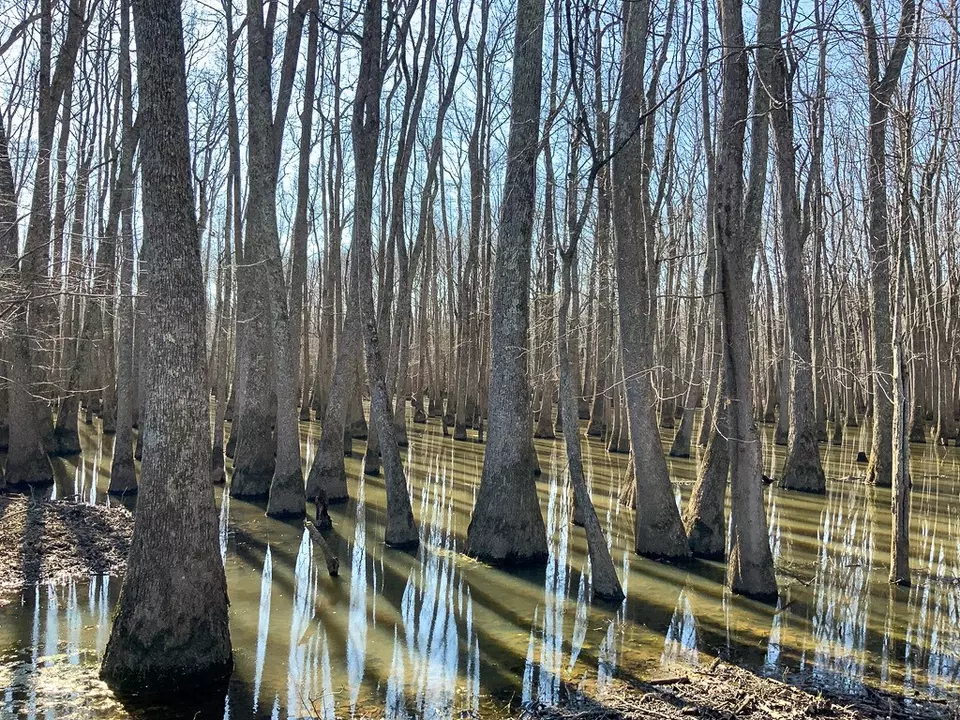 Other - 0 Big Sandy River Rd, Camden, TN 38320 photo 37 of 39