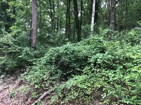 1 Smith Mountain Rd, Dunlap, TN 37327 photo 14