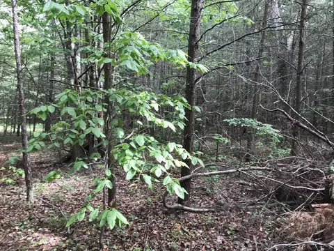 38 Quail Trl, Dunlap, TN 37327 photo 12