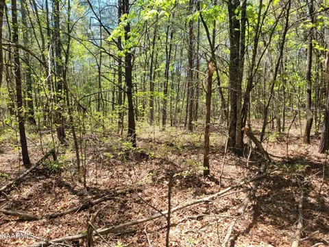 0 Old Collins Pike, Deer Lodge, TN 37726