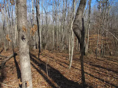 178 Cardinal Ln, Robbins, TN 37852 photo 16