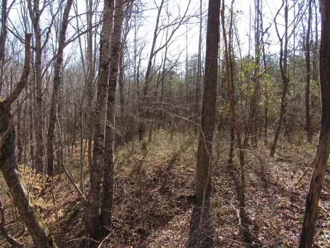 178 Cardinal Ln, Robbins, TN 37852 photo 9