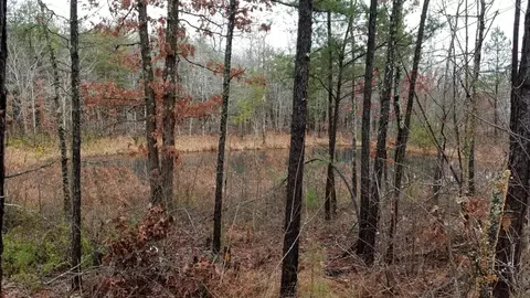 341 Circle Dr, Deer Lodge, TN 37726 photo 8