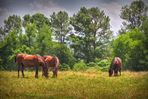 2378 Tarr Rd, Talbott, TN 37877 photo 26