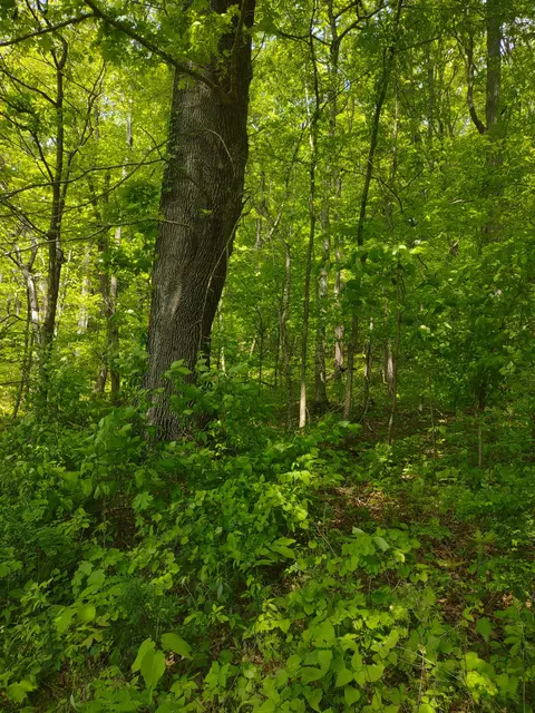 1 Cedar Hurst Ln, Pulaski, TN 38478 photo 8