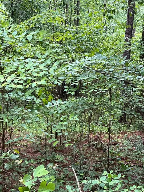 3715 Split Rail Way, Guild, TN 37340 photo 35